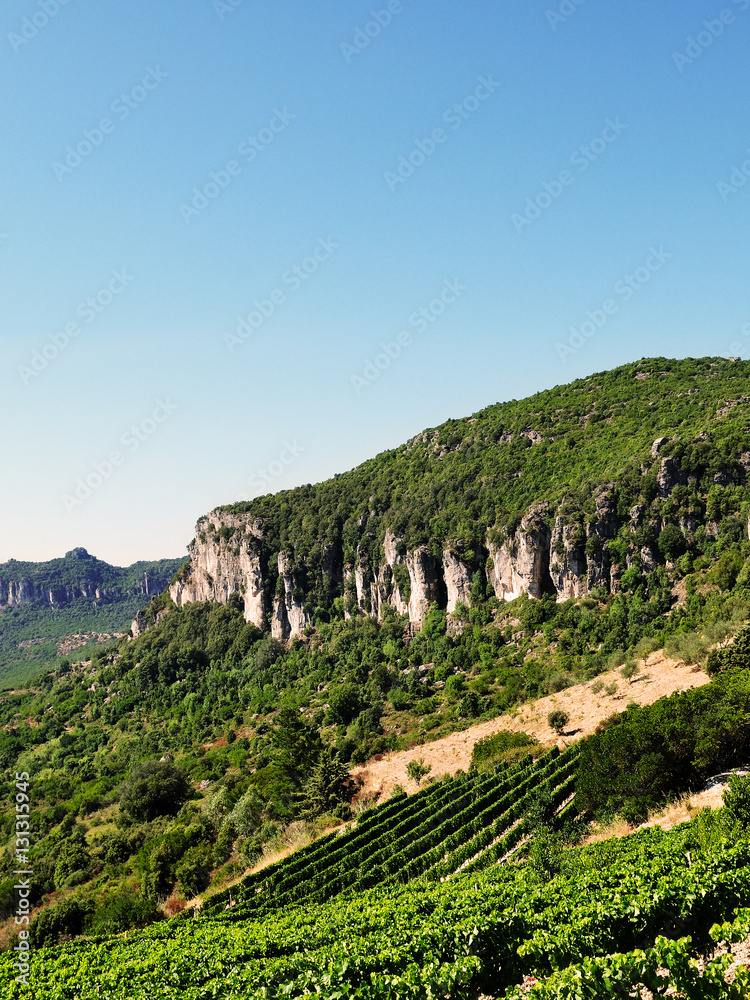 View of a vineyard cultivated among the trees in the high mountains