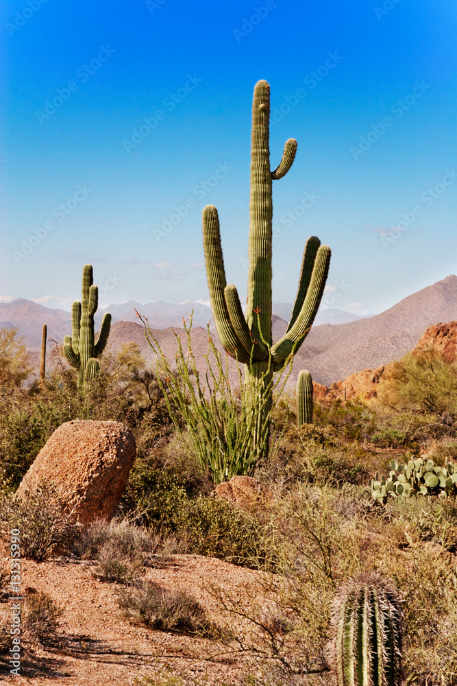 Saguaro, ocotillo and the mountains of the Tonto National Forest, Arizona