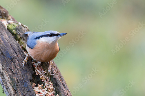 nuthatch