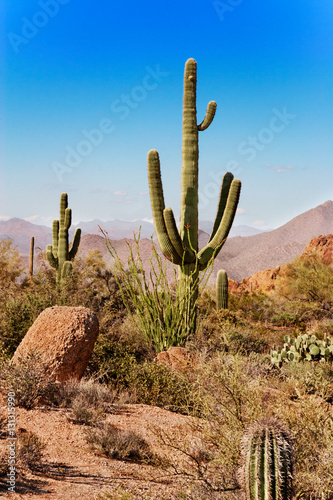 Saguaro, ocotillo and the mountains of the Tonto National Forest, Arizona