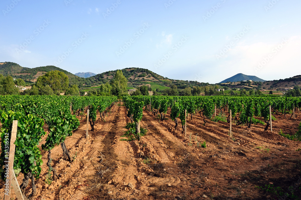 View of a beautiful and green summer vineyard newly plowed, with the unripe grapes