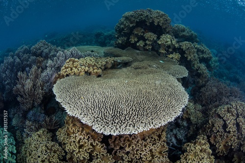 Healthy Corals in Melanesia