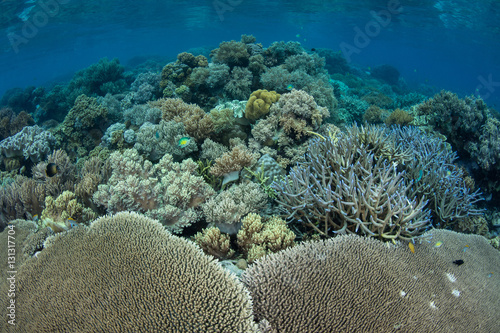 Beautiful and Healthy Corals in Solomon Islands