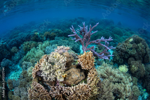 Fototapeta Naklejka Na Ścianę i Meble -  Fragile Corals in Solomon Islands