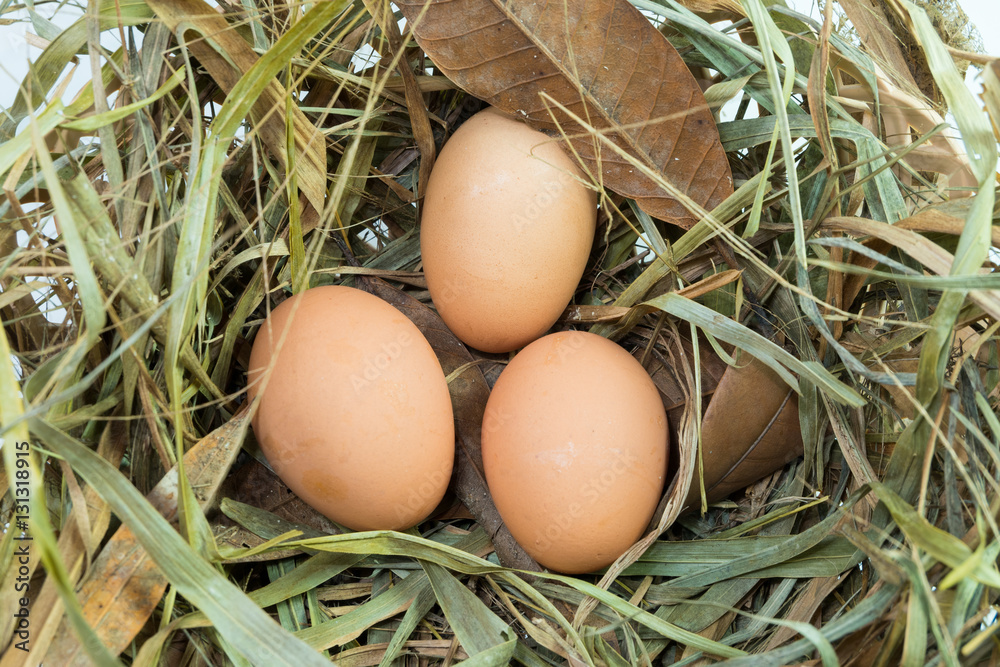Egg foto de Stock Adobe Stock Egg foto de Stock Adobe Stock