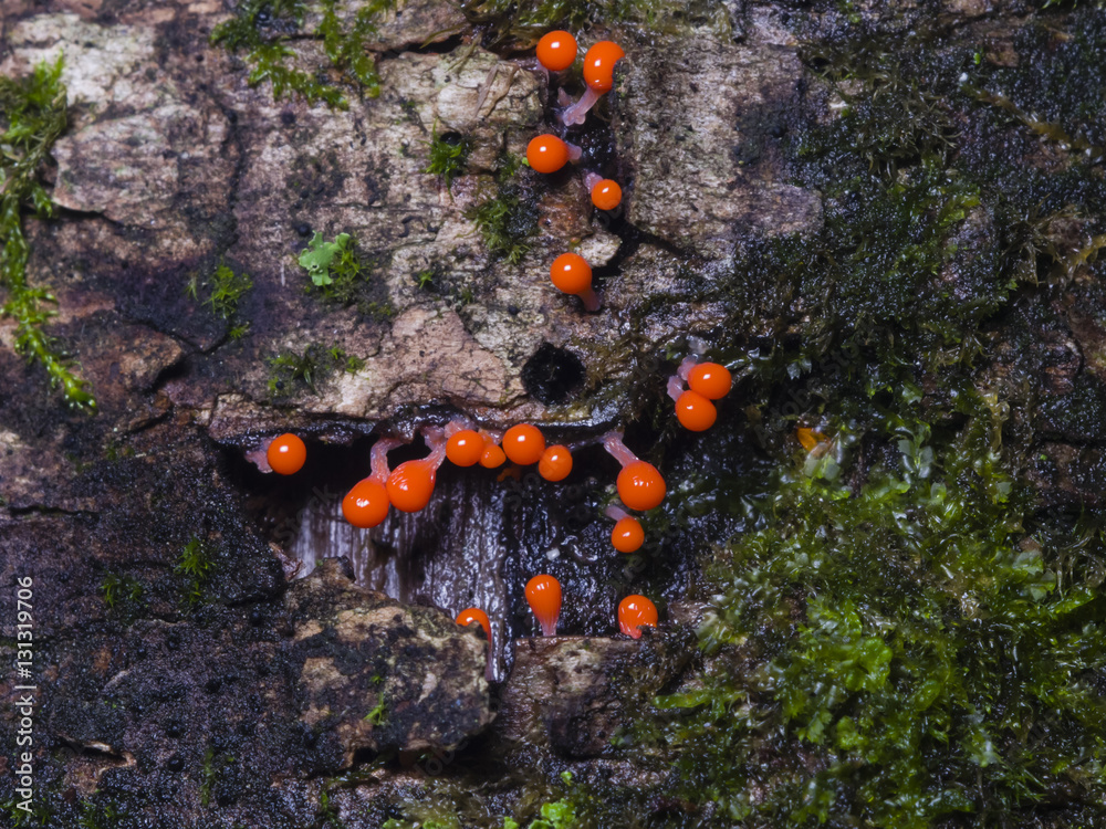 Myxomycota, slime mold fungus, Trichia decipiens macro, selective focus, shallow DOF Myxomycota, slime mold fungus, Trichia decipiens macro, selective focus, shallow DOF