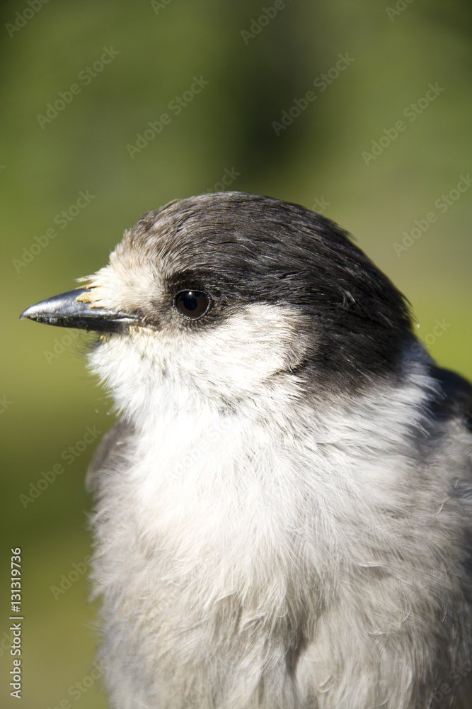 Fototapeta premium Profile of a whisky jack or gray jay