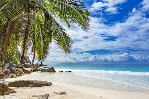 Coconut Palm tree on sandy beach