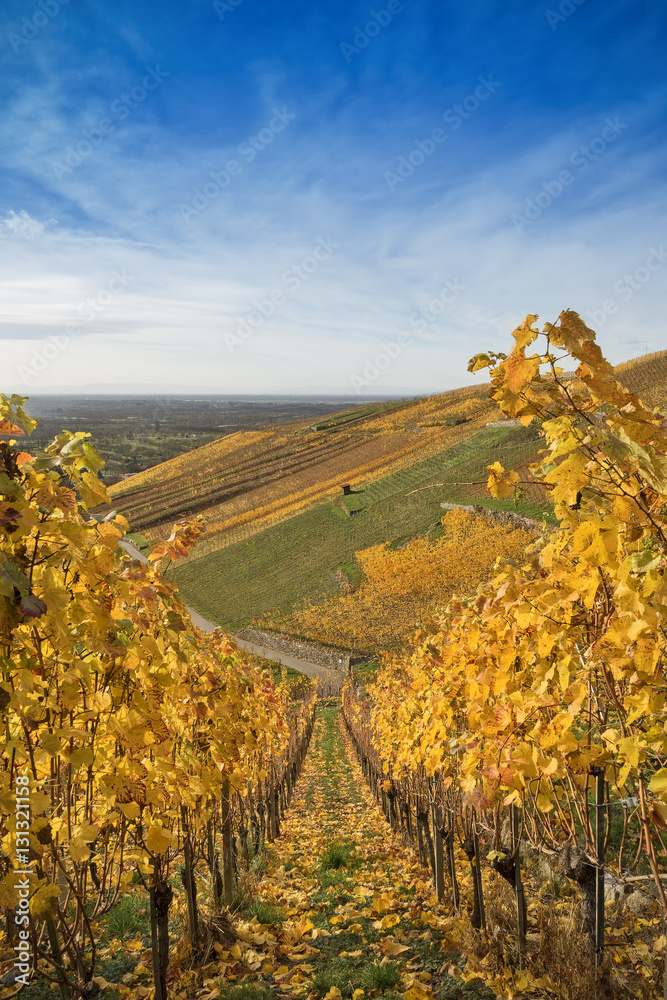 Autumn Vineyards