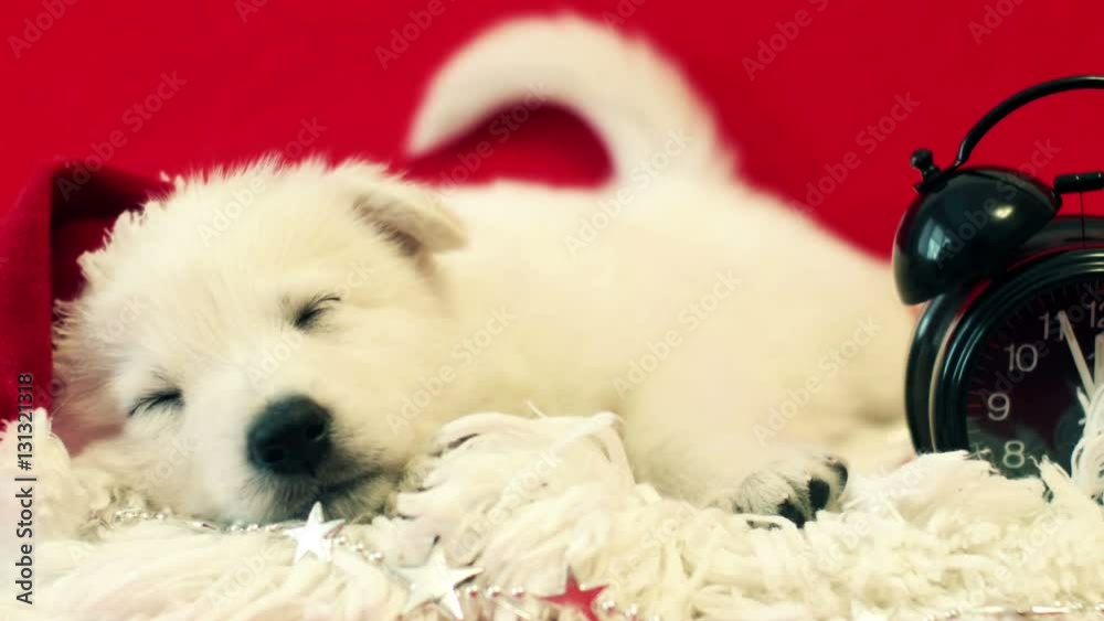 puppy sleeping puppy sleeping