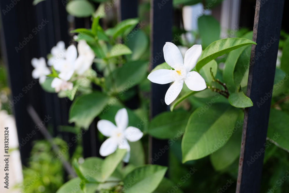 Obraz premium Jasminum auriculatum Vahl
