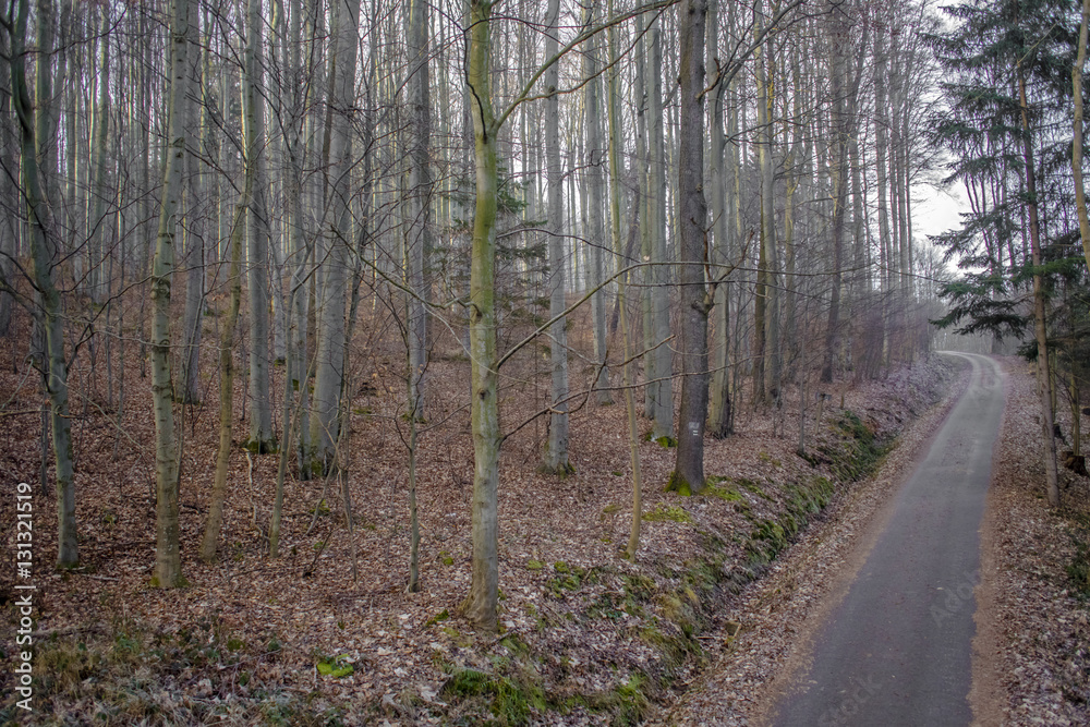 Fototapeta premium forest way