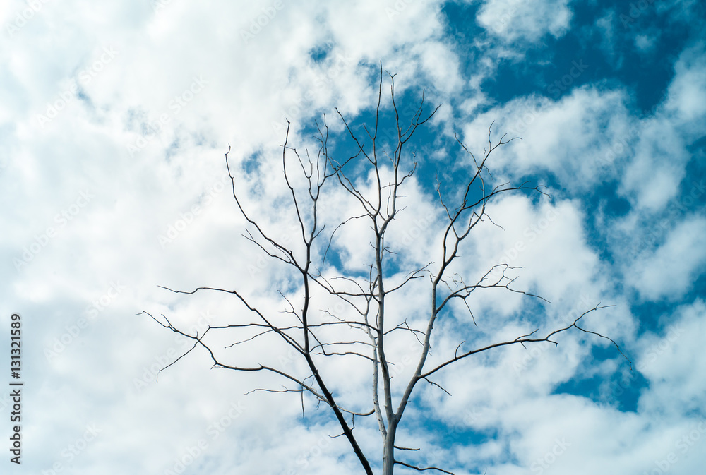 silhouette branch and cloud blue sky silhouette branch and cloud blue sky