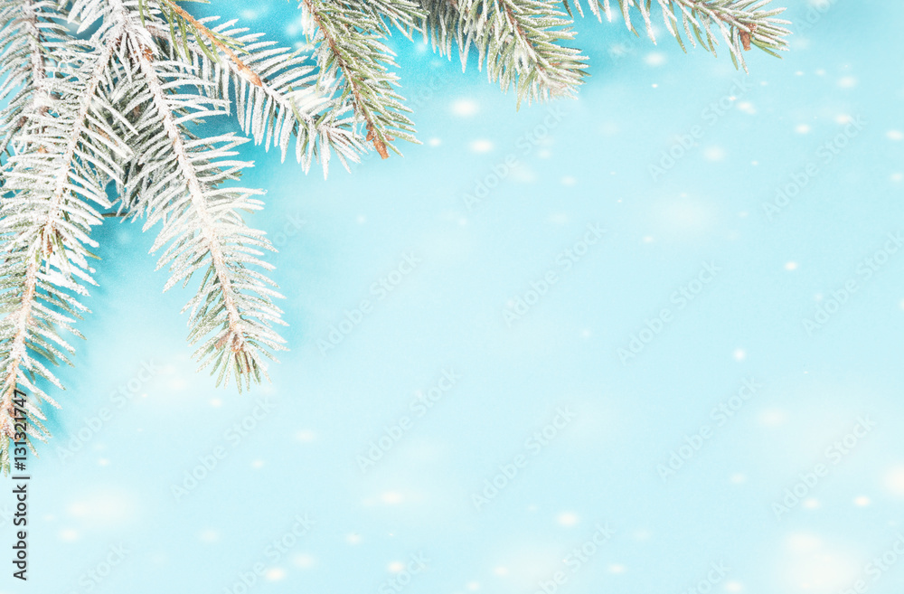 Snow-covered fir branch on a blue background, flying snow