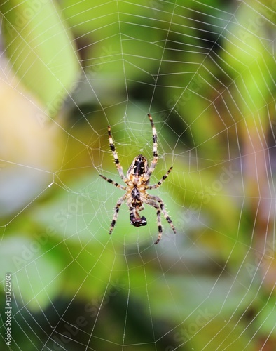 Garden Spider in the autumn garden