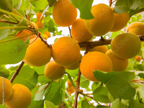 Apricots on the tree.