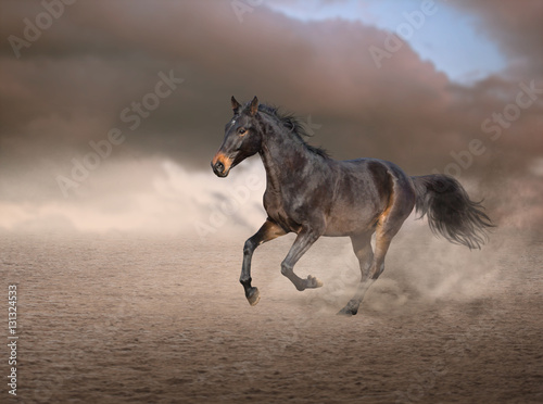 Brown horse running on sand on sky and smoke background