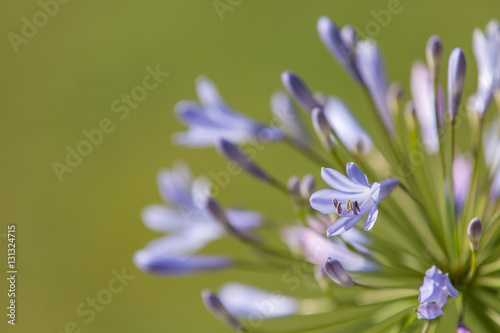 Agapanthe