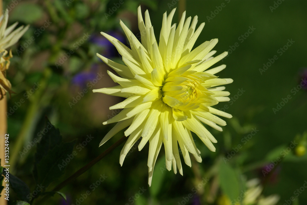 Dahlia cactus jaune au lever du soleil Dahlia cactus jaune au lever du soleil