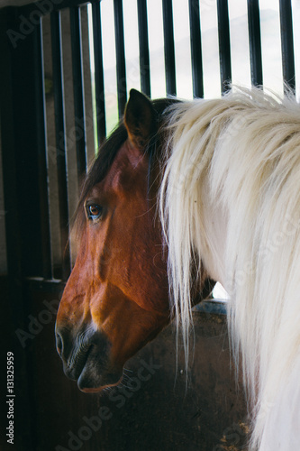 A horse in a stable