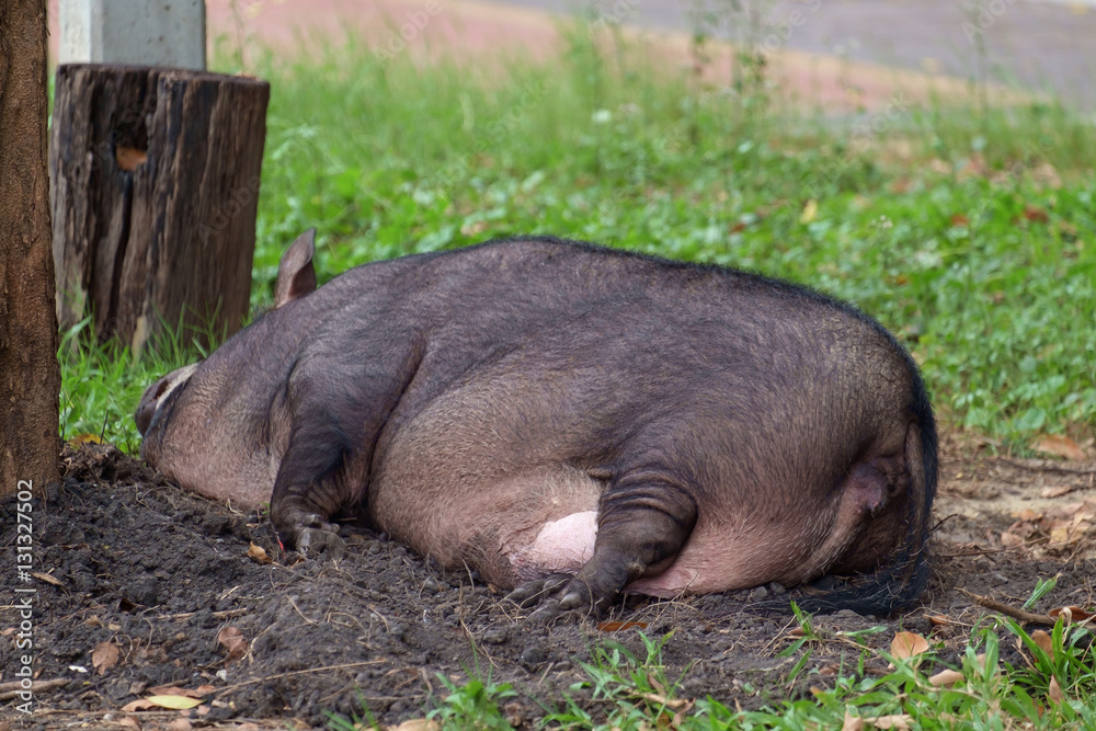 Pig / View of young pig sleeping. Shallow depth of field. Pig / View of young pig sleeping. Shallow depth of field.
