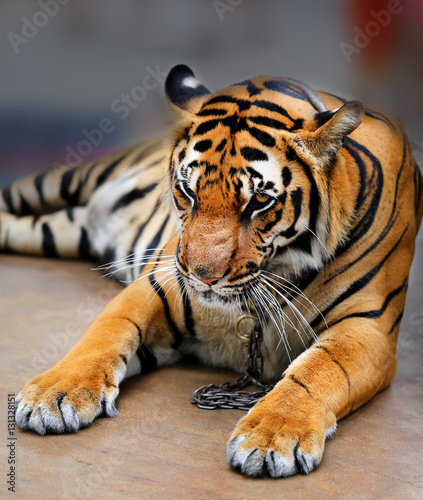 Photo portrait tiger