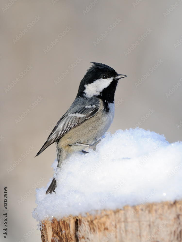 Naklejka premium Coal Tit in snow