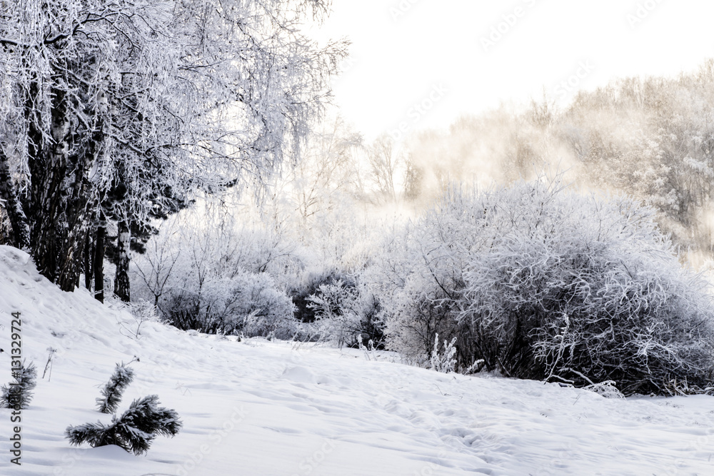 Obraz premium winter forest