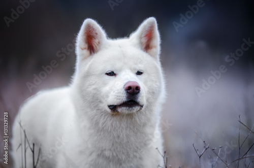 White Akita dog portrait in winter time