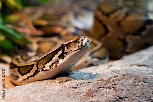 snake piton