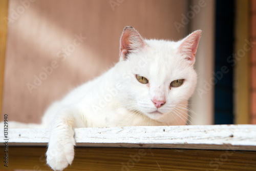 white cat laying on wood