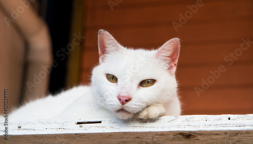 Fototapeta Naklejka Na Ścianę i Meble -  white cat laying on wood