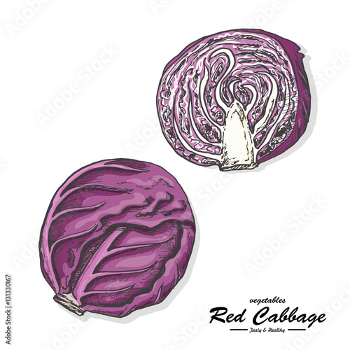 Colored red cabbage in sketch style