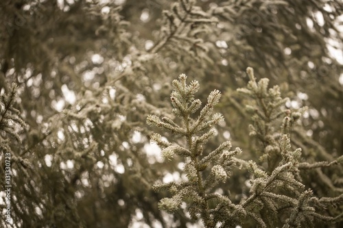 Spruce tree branch with rime