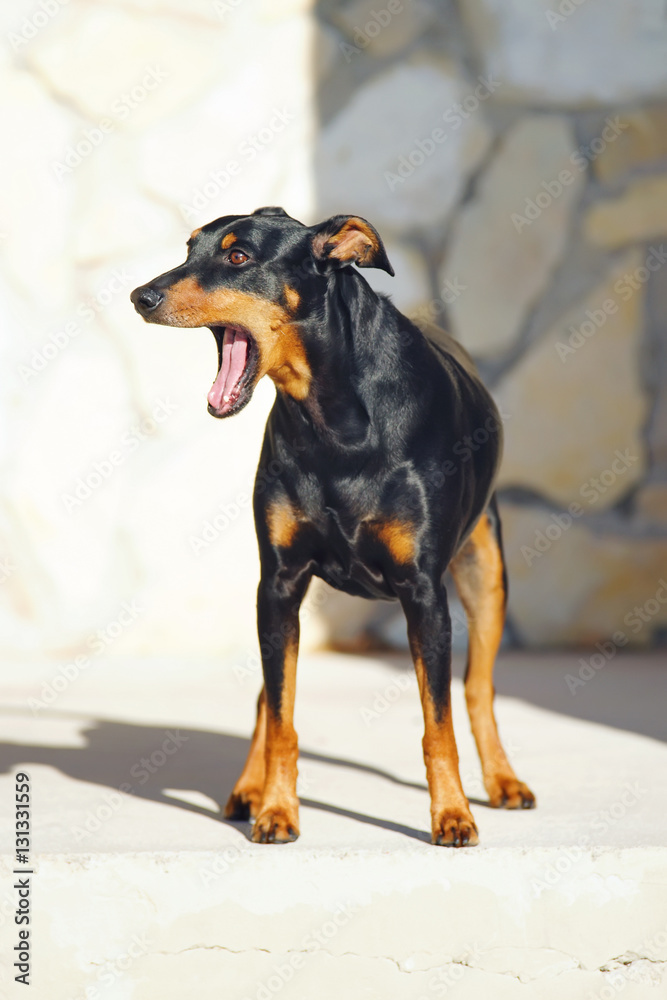 Funny German Pinscher dog with natural droopy ears staying outdoors at sunny weather and yawning