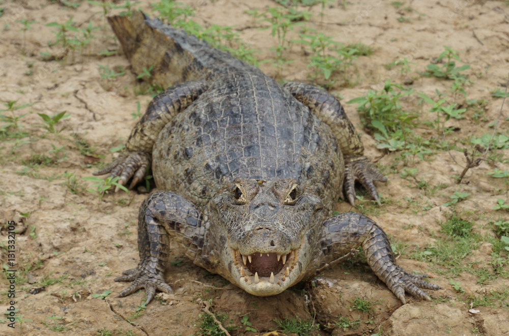 Fototapeta premium The Pampas (outside Rurrenabaque), Bolivia