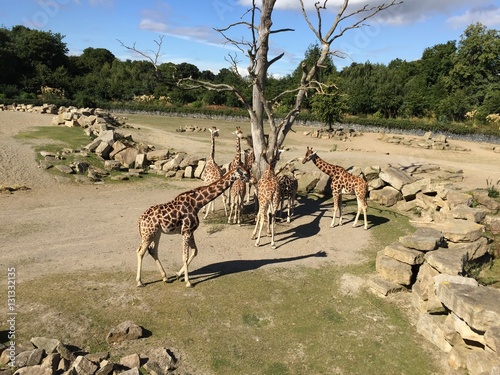 Giraffen Fütterung