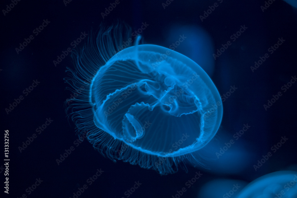 Naklejka premium Jellyfish