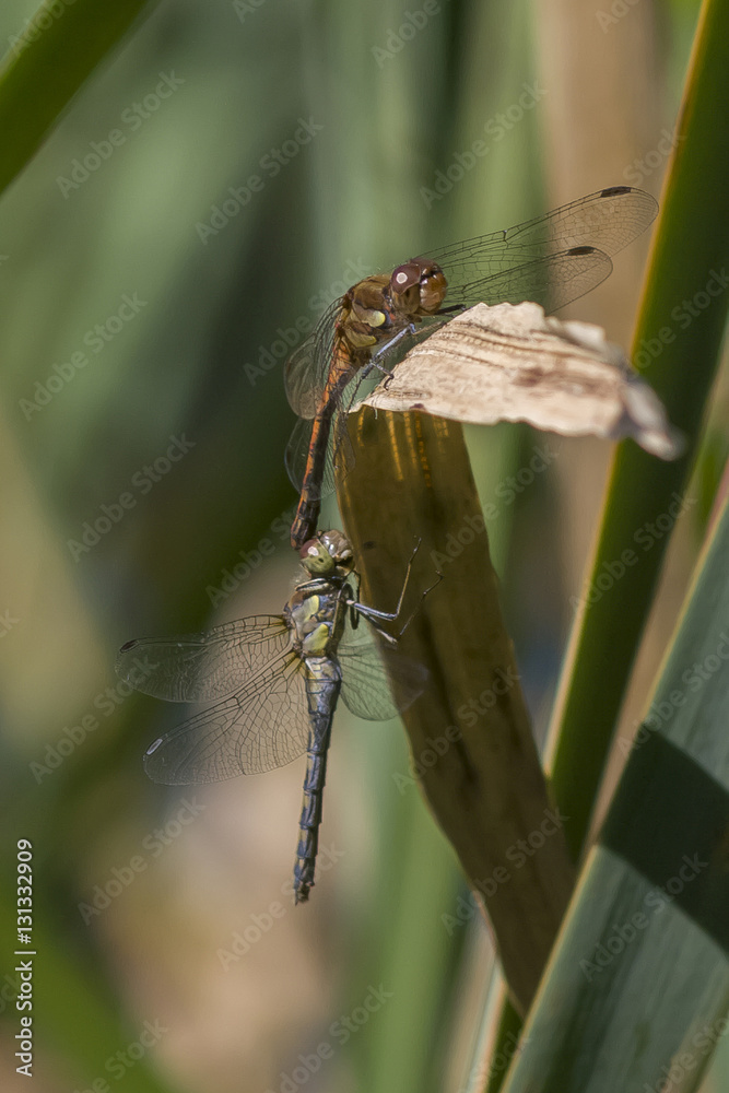 Fototapeta premium Libelle
