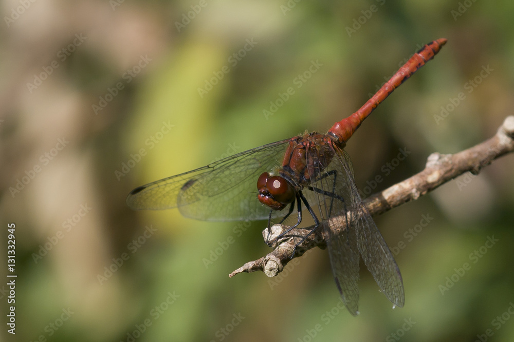 Libelle Libelle