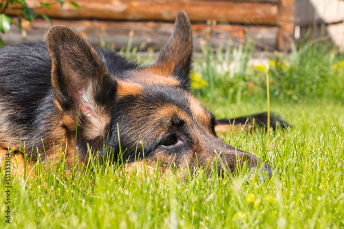 Dog german shepherd on the grass