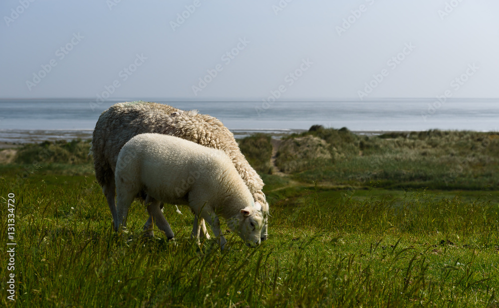 Sheeps and Grass