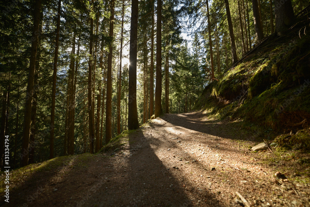 Wooded forest trees silhouette, backlit by golden sunlight before sunset with sun rays pouring through trees on forest floor illuminating tree branches, Europe French Alps close to Switzerland border Wooded forest trees silhouette, backlit by golden sunlight before sunset with sun rays pouring through trees on forest floor illuminating tree branches, Europe French Alps close to Switzerland border