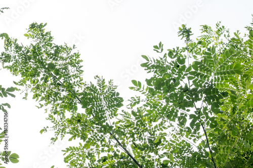 group of green leaf and skygreen leaf from garden green leaf make oxygen and part of tree