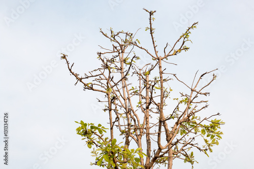 group of green leaf and skygreen leaf from garden green leaf make oxygen and part of tree