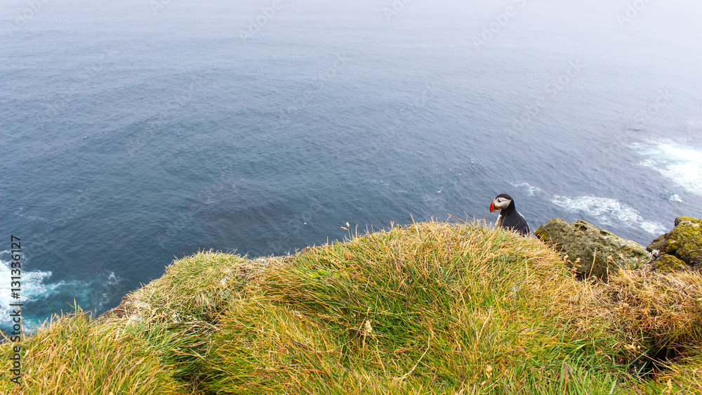 Puffin at the Westfjords, Iceland