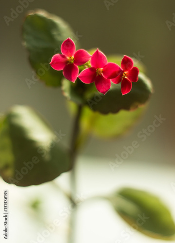 Flowering Kalanchoe. Kalanchoe flower closeup. House plant on th photo