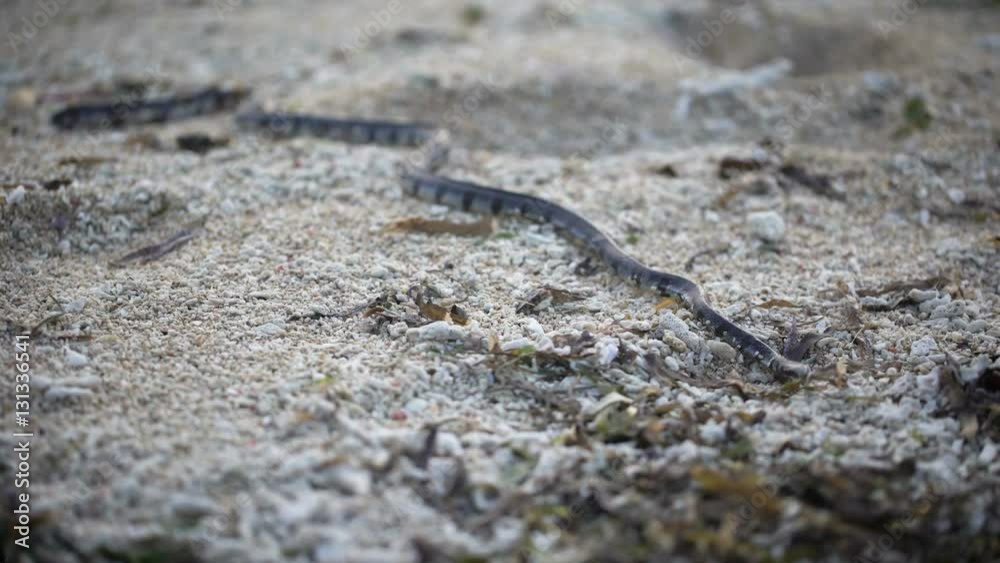 The island of Bali. Jungle. Snake crawling on the ground. Traveling around the island of Bali, you can see many exotic animals. The island of Bali. Jungle. Snake crawling on the ground. Traveling around the island of Bali, you can see many exotic animals.