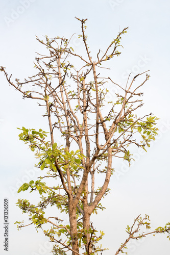 group of green leaf and skygreen leaf from garden,green leaf make oxygen and part of tree photo