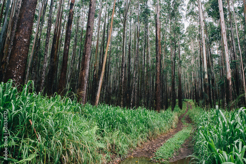 Path amongst tree forest
